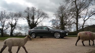 530d with sheep